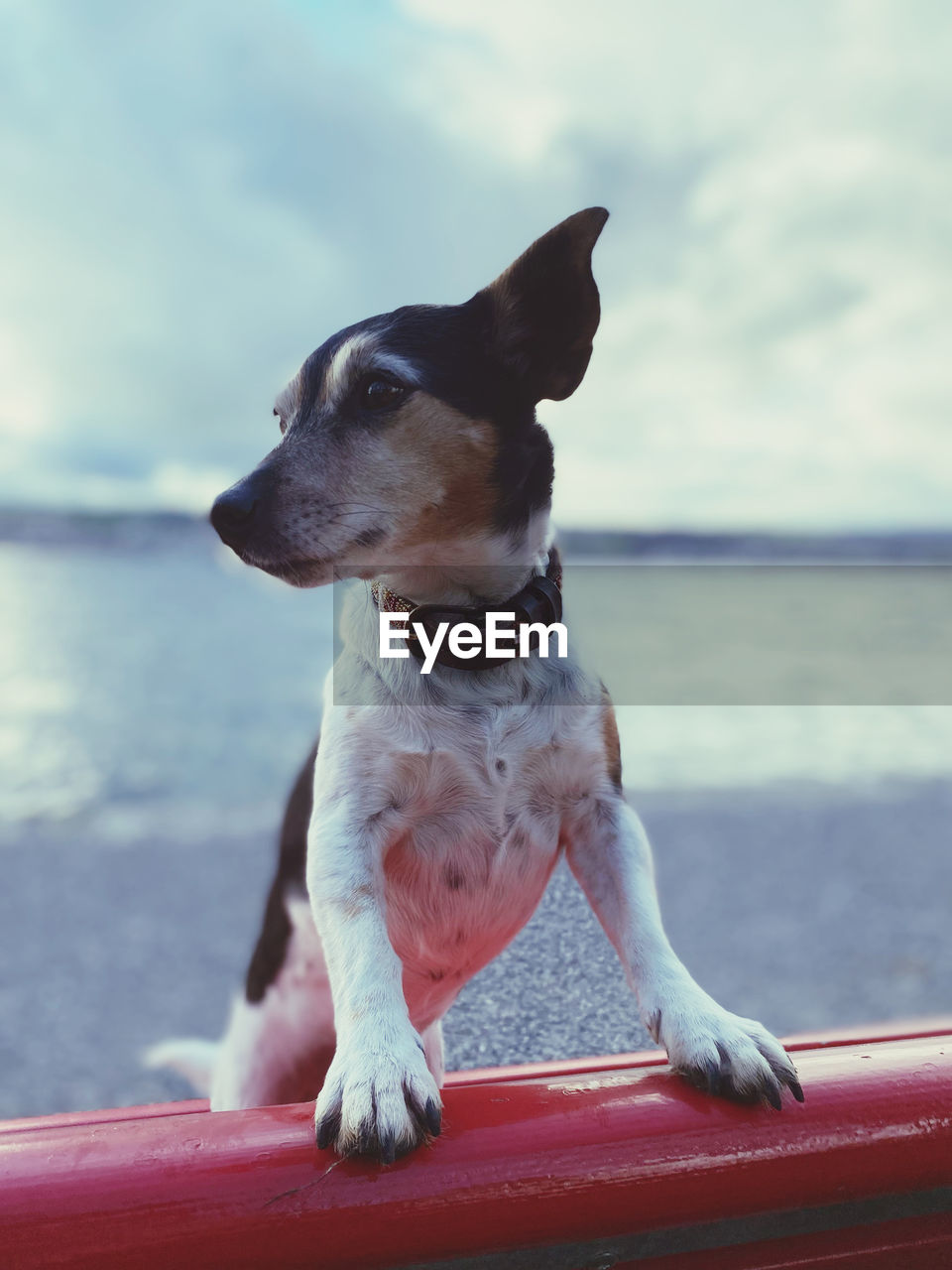 one animal, animal themes, animal, pet, dog, canine, domestic animals, mammal, looking, no people, day, looking away, puppy, water, sitting, sea, cloud, sky, focus on foreground, nature, collar, beach, carnivore, pet collar, blue