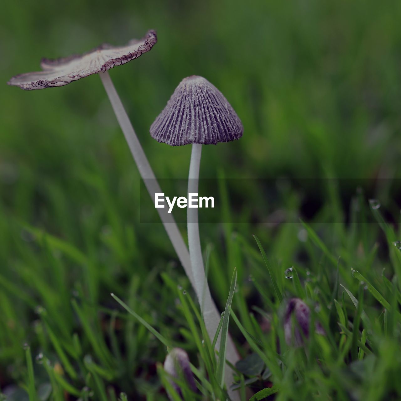 CLOSE-UP OF MUSHROOMS GROWING ON FIELD