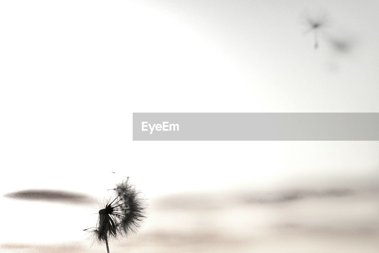 Close-up of dandelion flower
