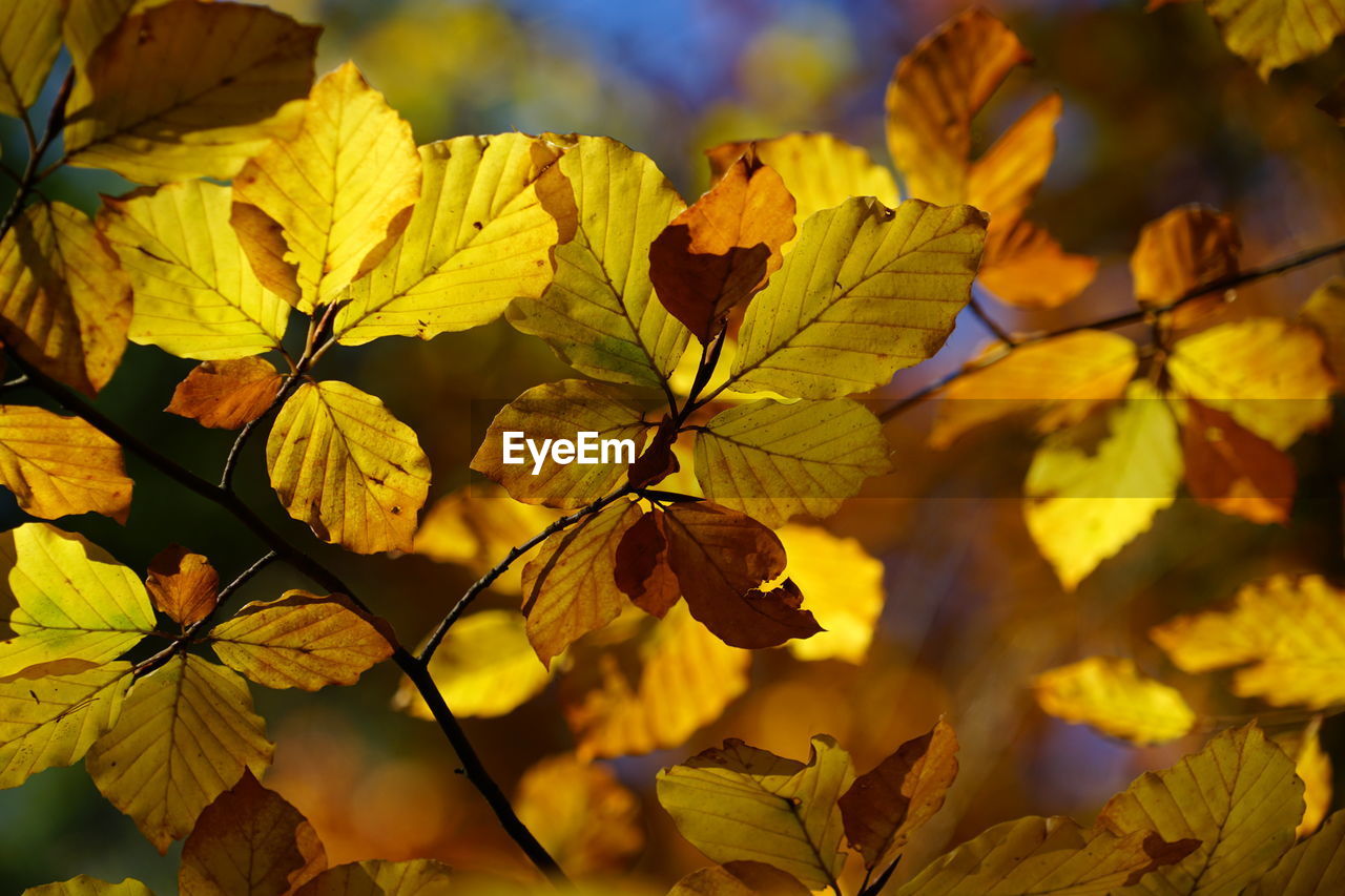 Close-up of yellow maple leaves