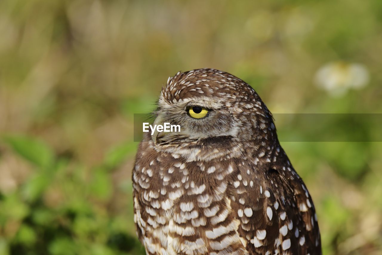 Close-up portrait of owl