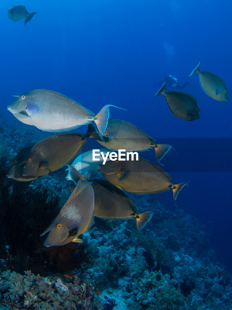 Fish swimming in sea