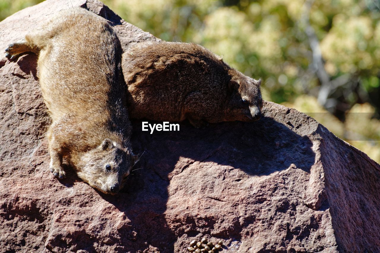 CLOSE-UP OF AN ANIMAL