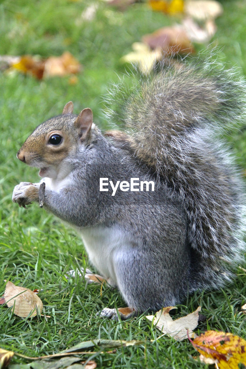 HIGH ANGLE VIEW OF SQUIRREL ON FIELD