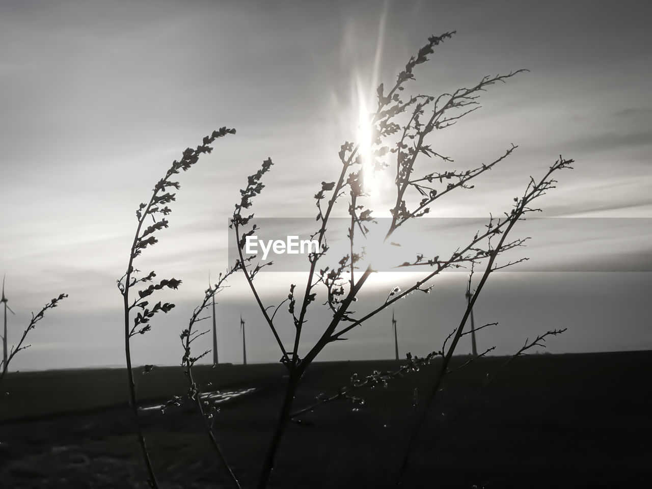 CLOSE-UP OF STALKS IN FIELD AGAINST SKY