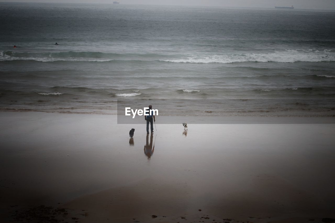 Man with dogs walking at beach