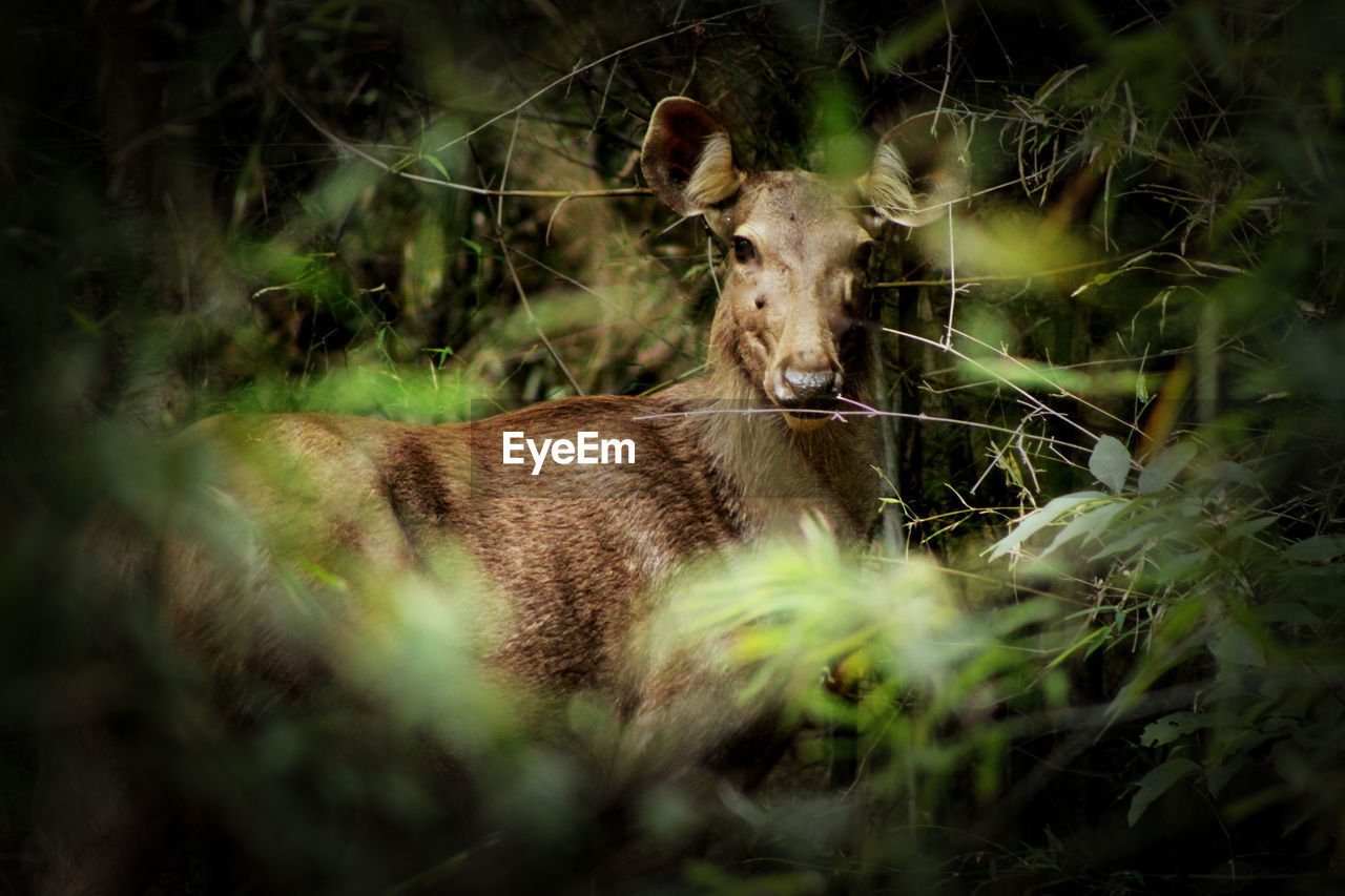 Close-up of deer on field