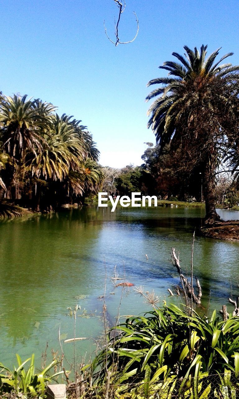 SCENIC VIEW OF LAKE WITH PALM TREES IN FOREGROUND