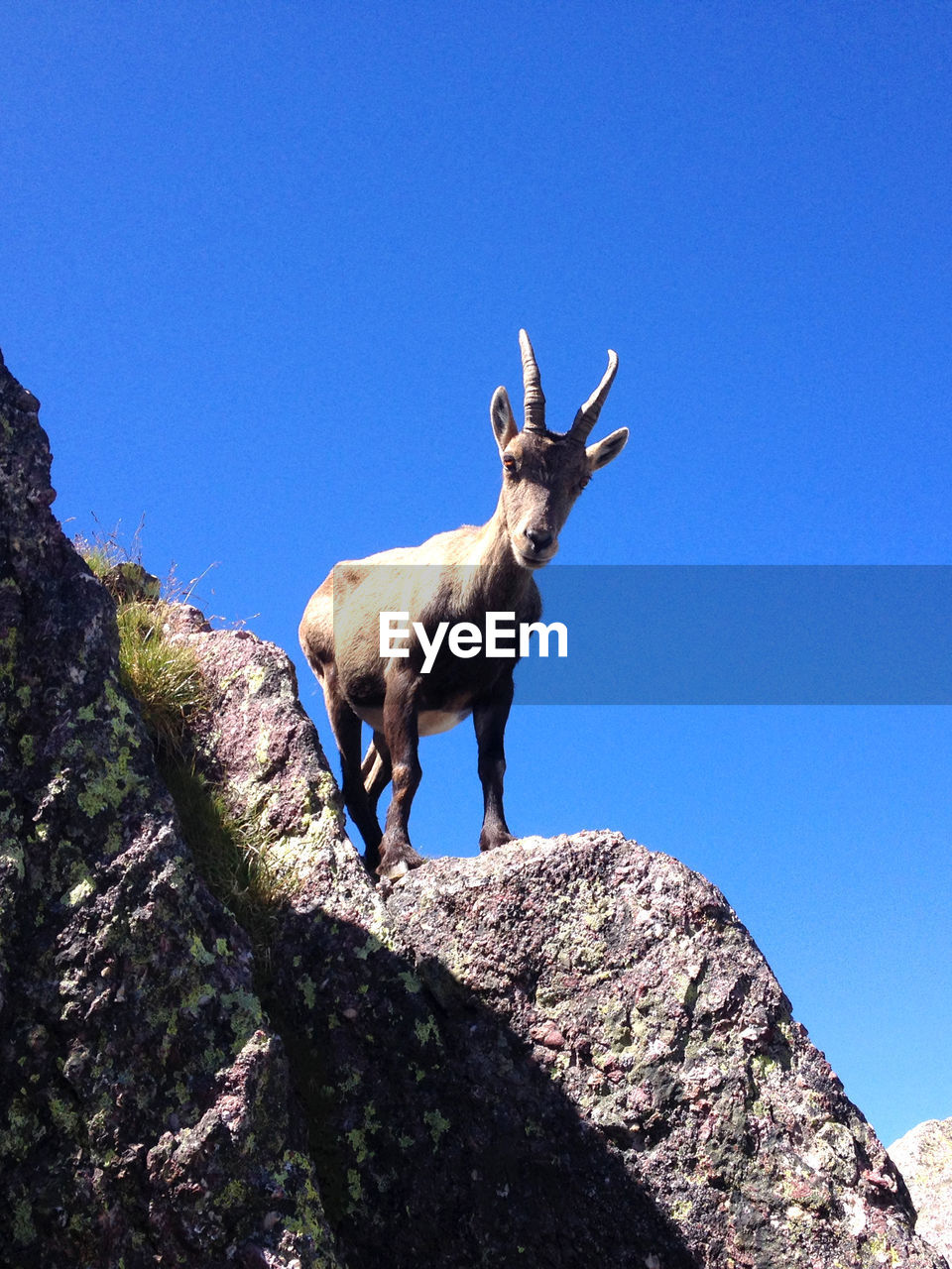 Goat standing on rock formation against clear sky