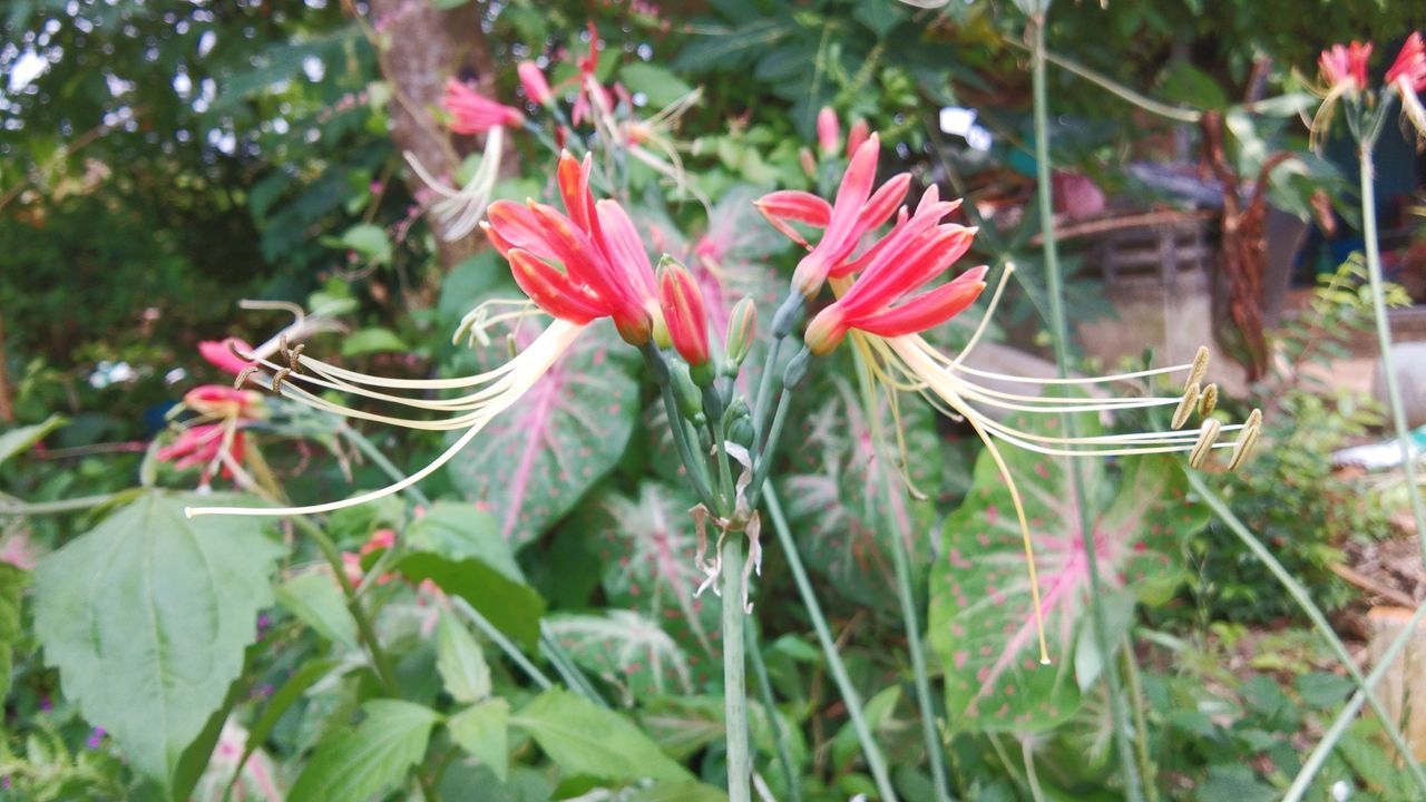 CLOSE-UP OF FLOWERING PLANTS