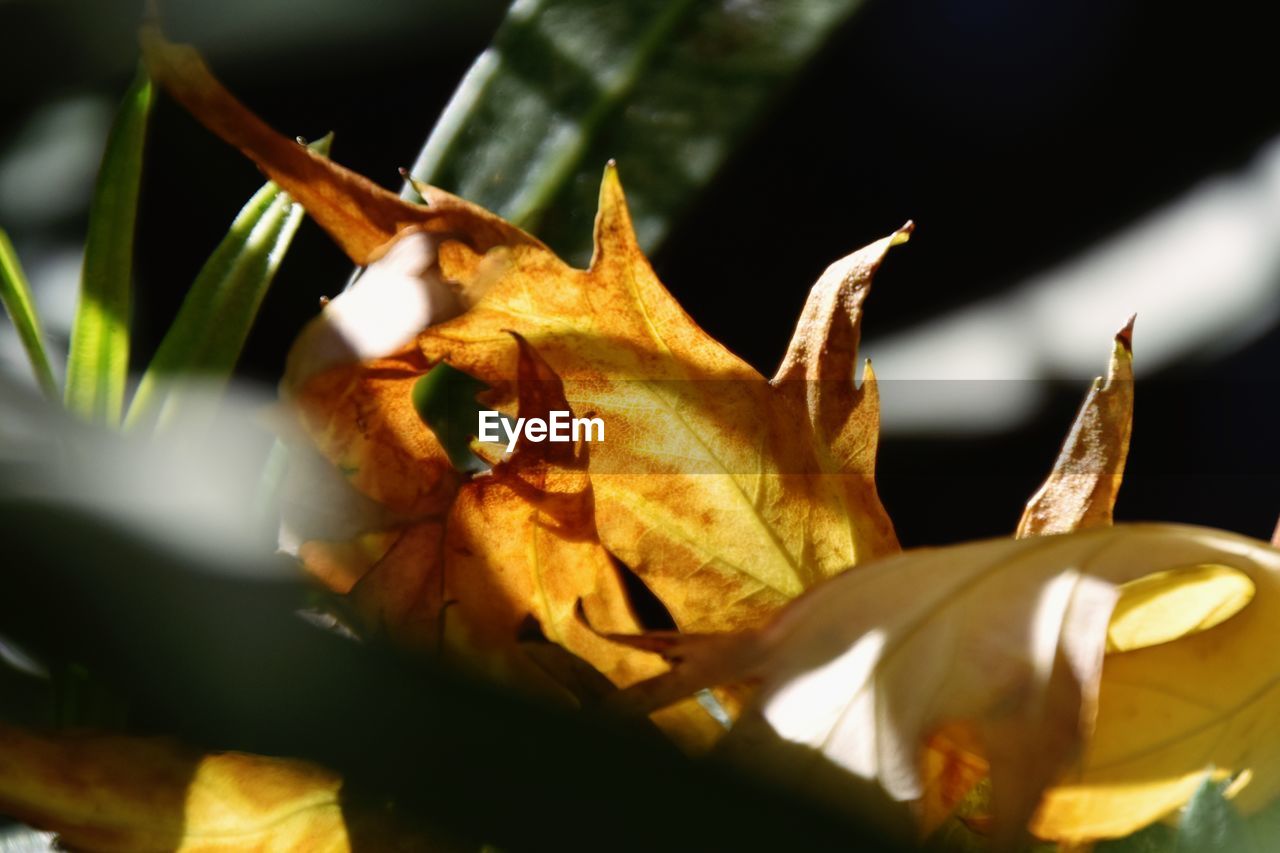 CLOSE-UP OF YELLOW MAPLE LEAVES FALLEN ON LEAF