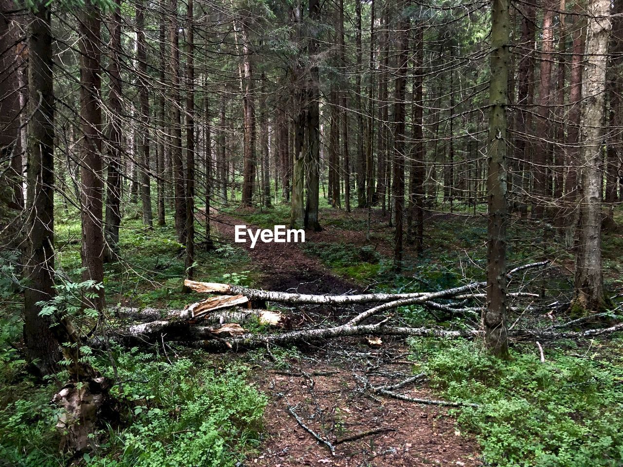 TREES AND PLANTS IN FOREST