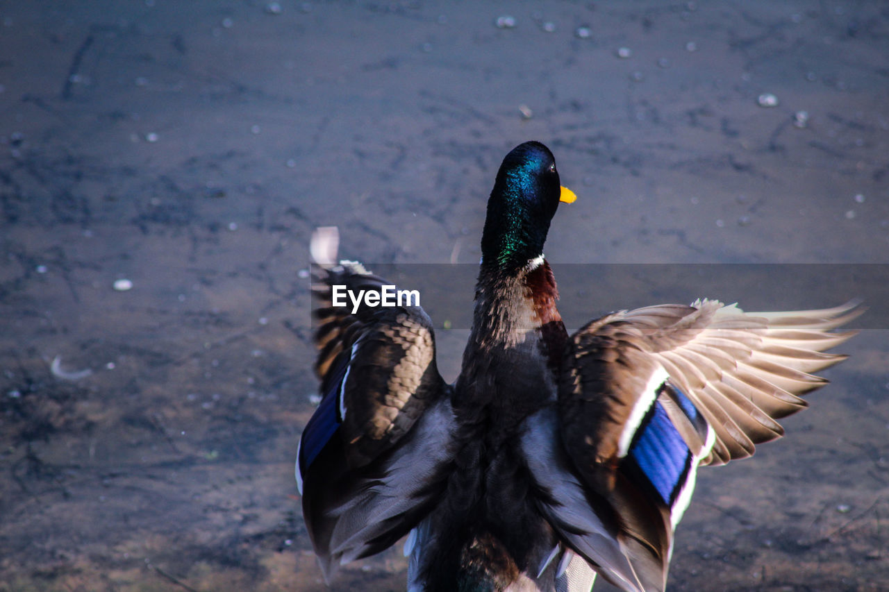 Close-up of malard duck preening 