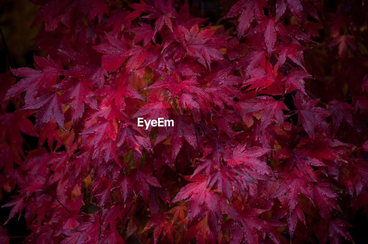 Close-up of maple leaves