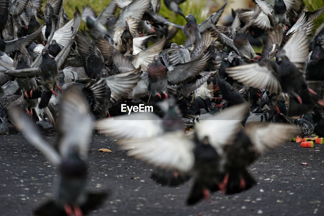 HIGH ANGLE VIEW OF PIGEONS FLYING OVER STREET