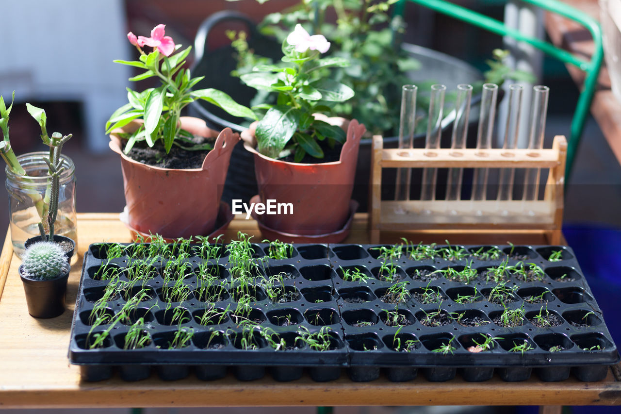 Seedlings and potted plants with test tubes on table