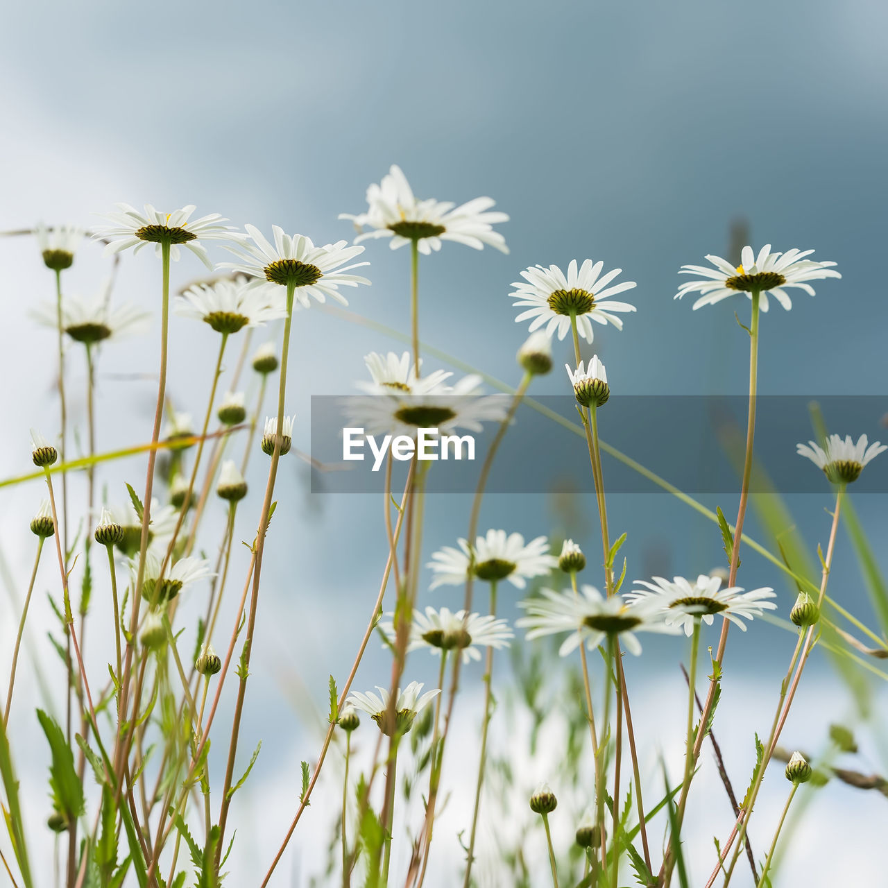 CLOSE-UP OF WHITE FLOWERING PLANTS