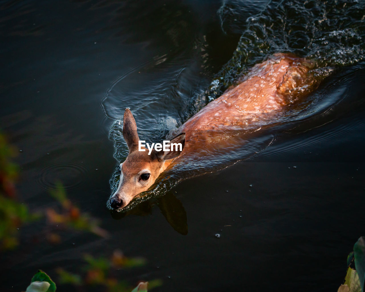 A deer swimming across the maurice river during low tide.