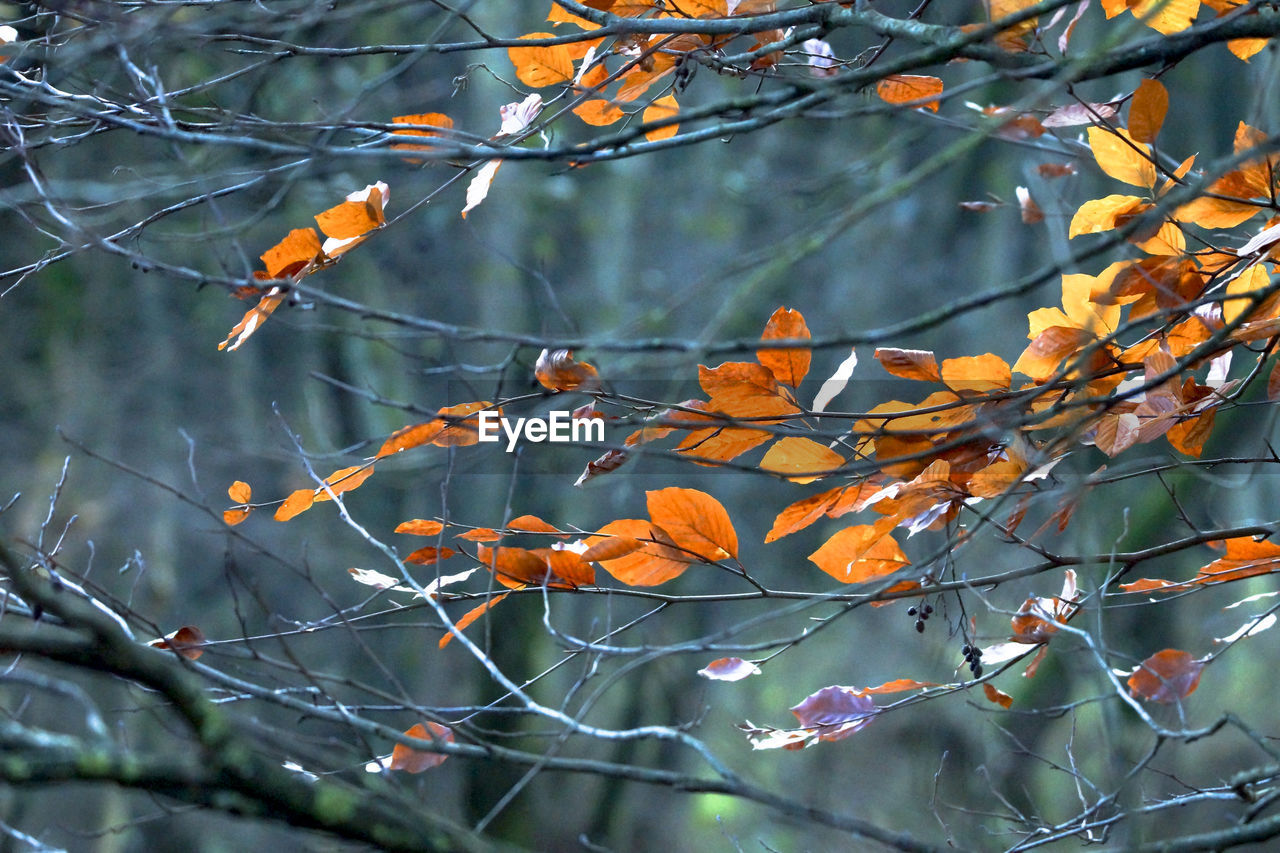 Close-up of orange flowers blooming on tree