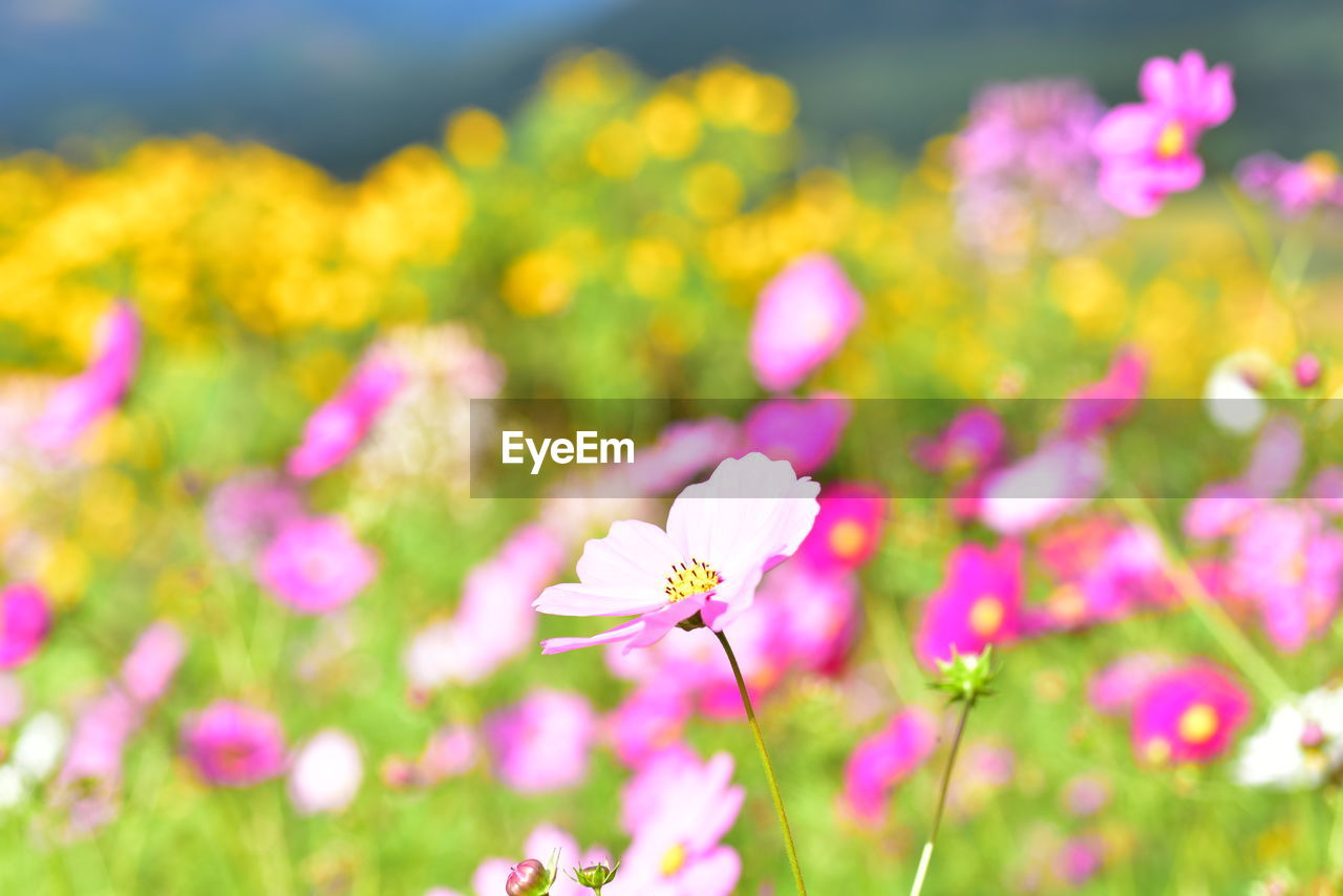 flower, flowering plant, plant, beauty in nature, freshness, garden cosmos, meadow, nature, pink, field, summer, springtime, environment, close-up, fragility, multi colored, sky, plain, petal, flower head, blossom, no people, grass, wildflower, flowerbed, macro photography, outdoors, landscape, land, growth, inflorescence, vibrant color, focus on foreground, cosmos, selective focus, sunlight, backgrounds, ornamental garden, tranquility, grassland, cosmos flower, environmental conservation, garden, idyllic, purple, defocused, day, social issues, tranquil scene, front or back yard, animal, scenics - nature, animal themes, green, macro, rural scene, yellow
