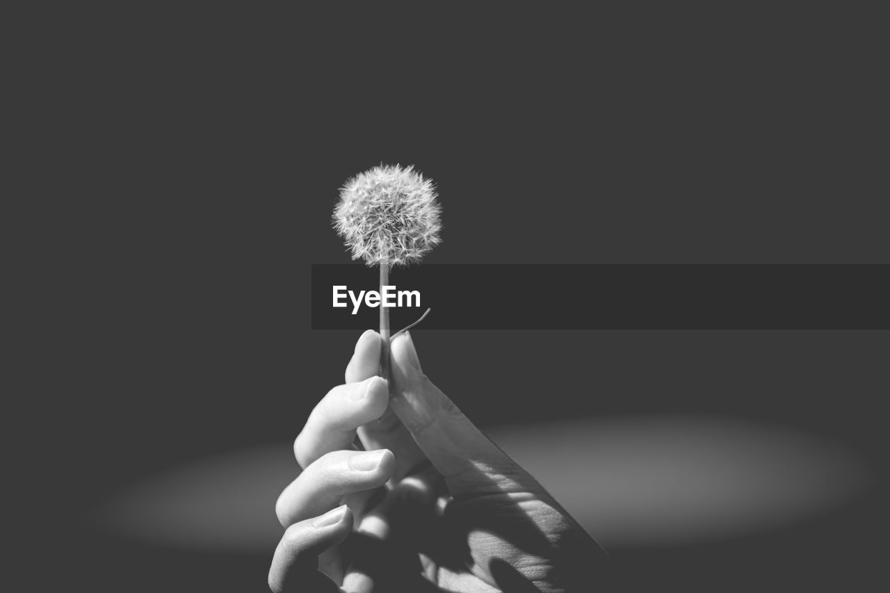 Close-up of hand holding dandelion against white background