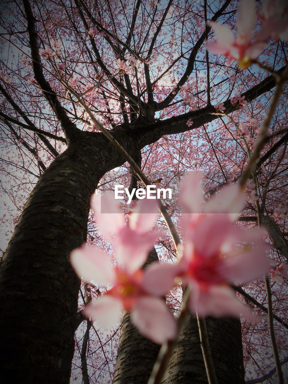 LOW ANGLE VIEW OF FLOWERS ON TREE