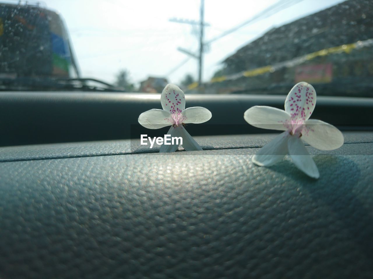 CLOSE UP OF CAR ON WINDSHIELD