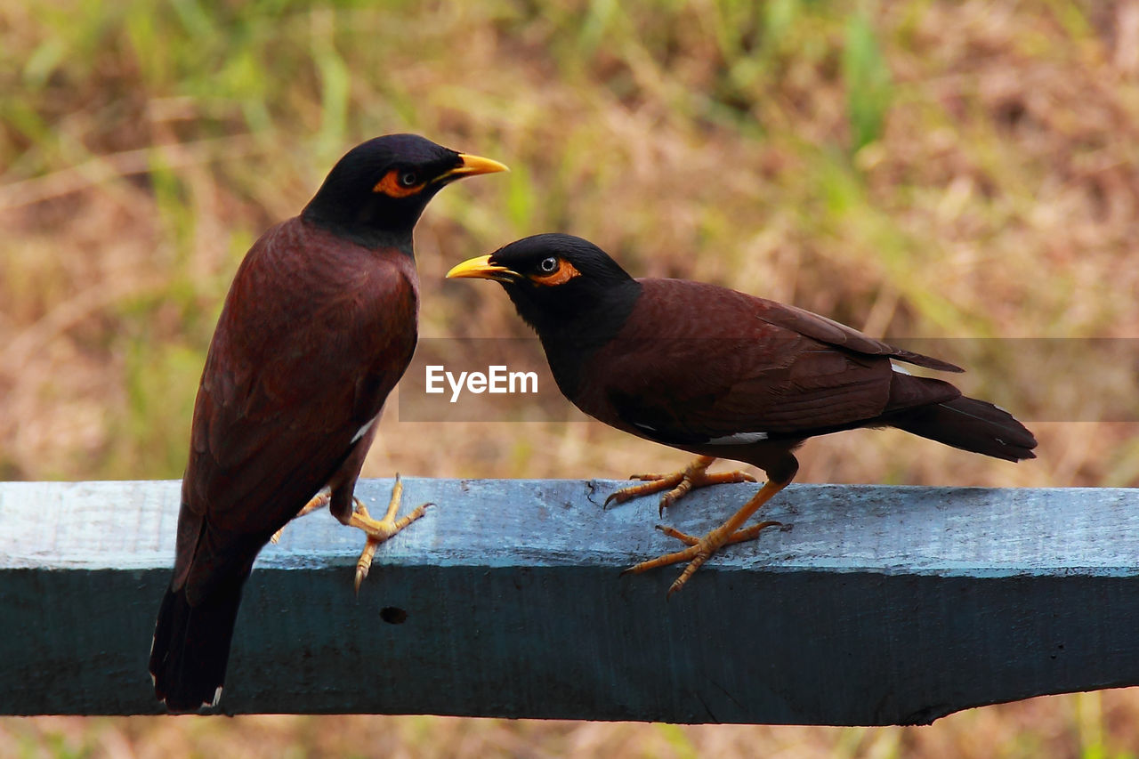 BIRD PERCHING ON A WOOD