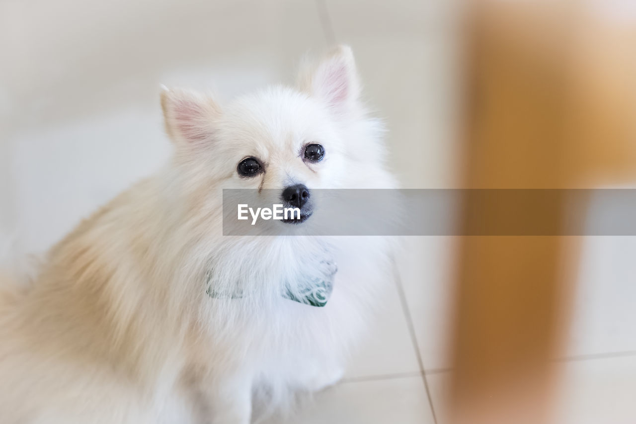 Portrait of white dog at home