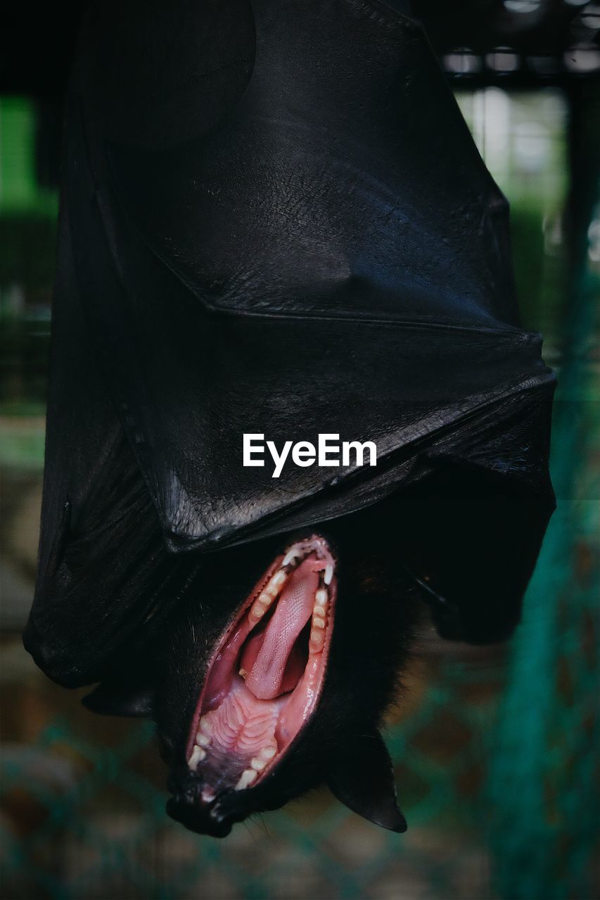 Close-up of bat yawning