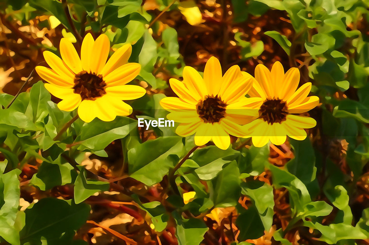 flower, plant, flowering plant, freshness, beauty in nature, yellow, growth, flower head, plant part, leaf, nature, petal, inflorescence, fragility, sunflower, close-up, green, field, no people, land, sunlight, day, wildflower, outdoors, botany, landscape, pollen, summer, high angle view, focus on foreground, meadow