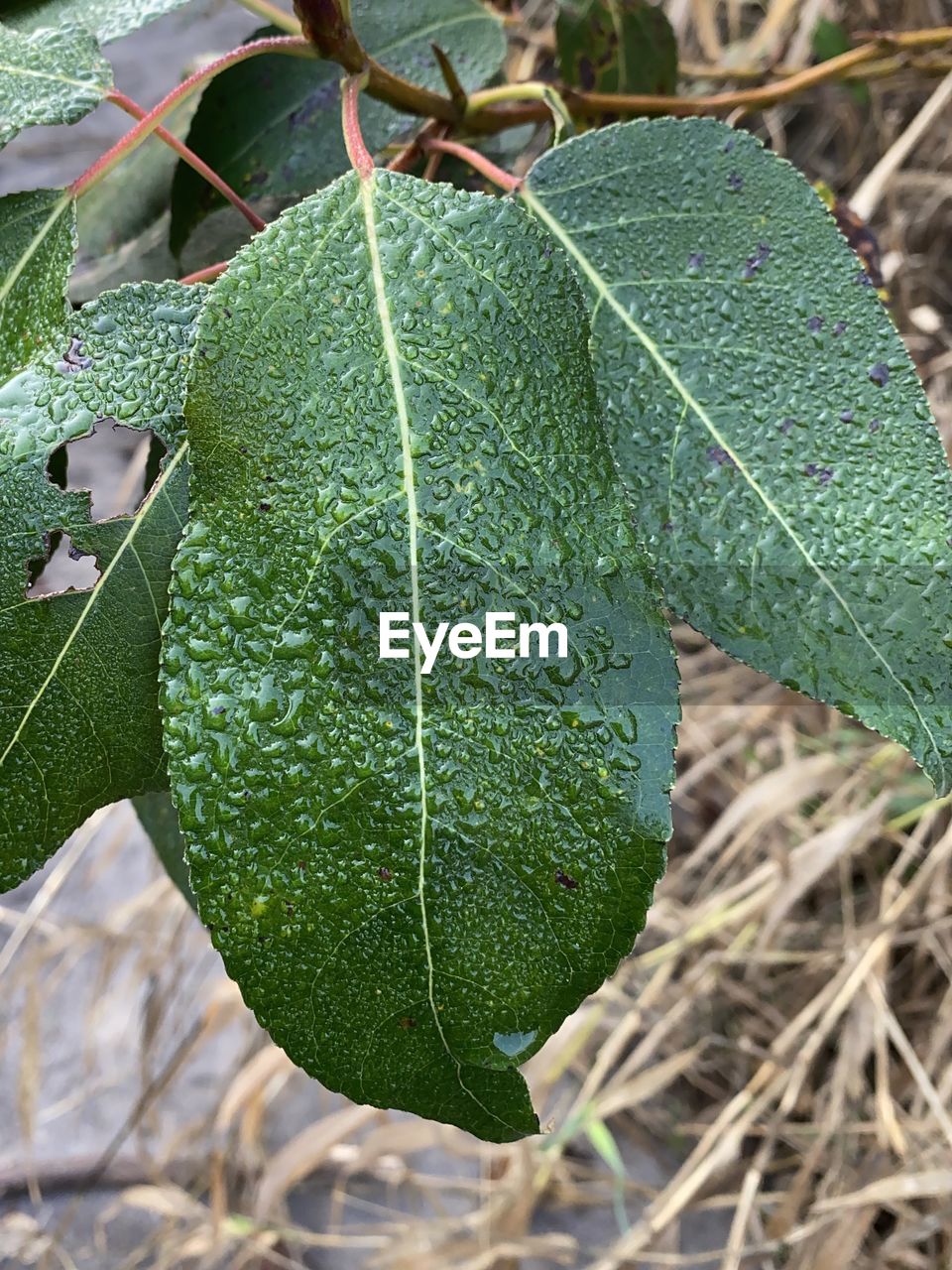HIGH ANGLE VIEW OF LEAF ON PLANT AT FIELD