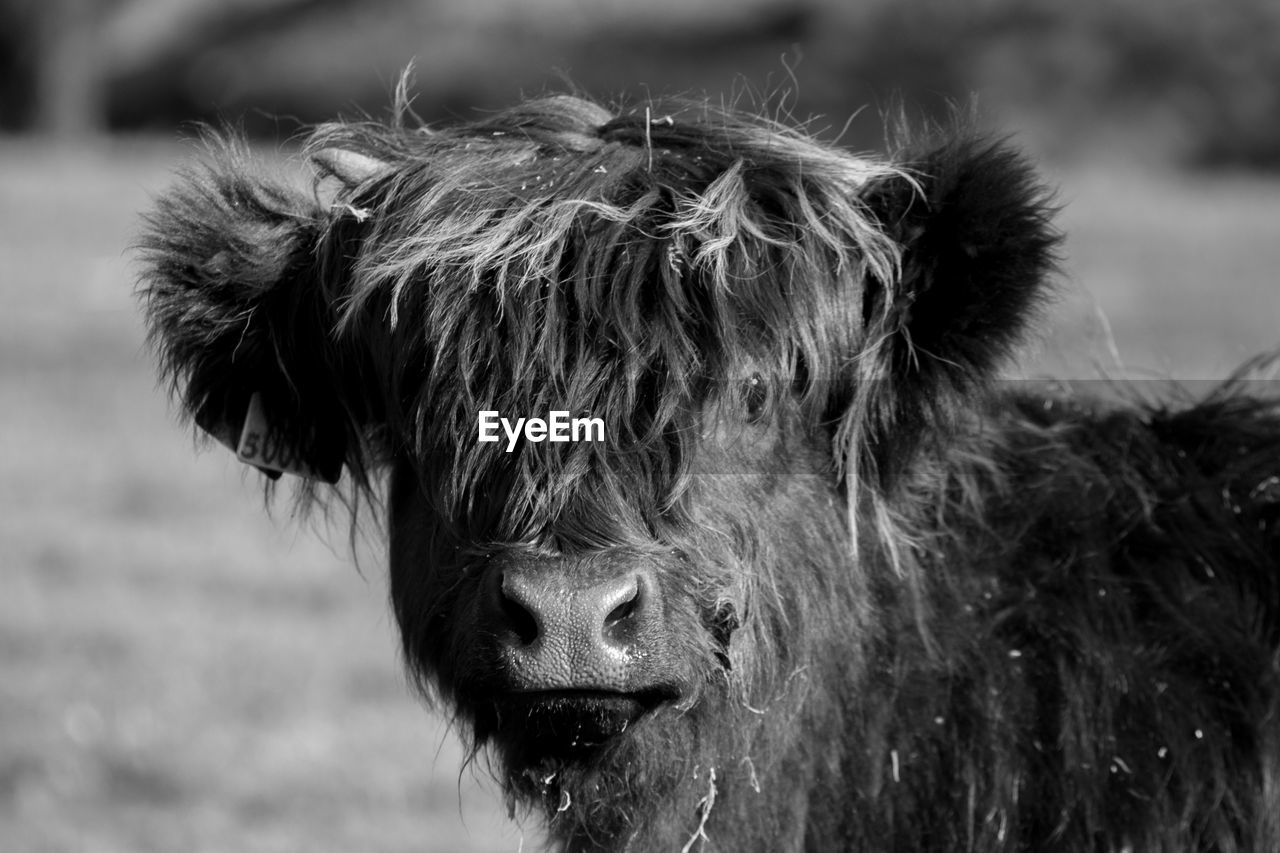 Close-up portrait of calf