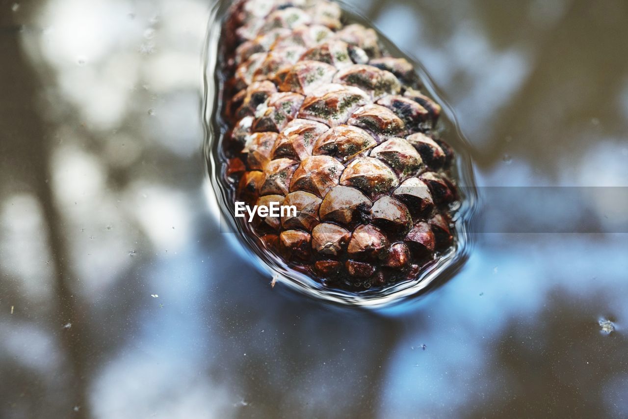 Close-up of a pine cone in water