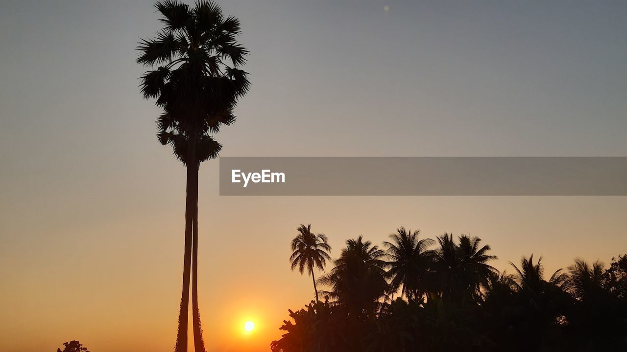 Low angle view of silhouette palm trees against sky during sunset