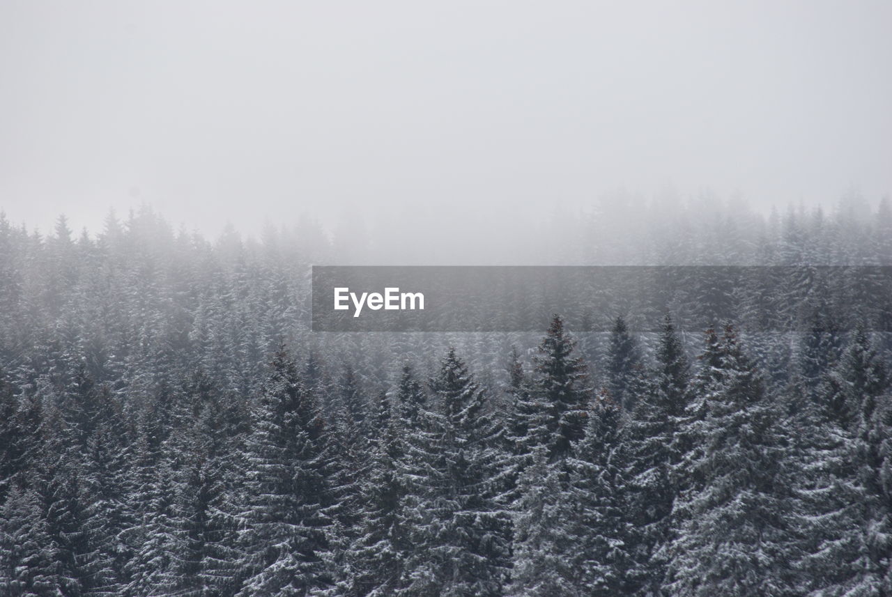 PINE TREES IN FOREST DURING FOGGY WEATHER