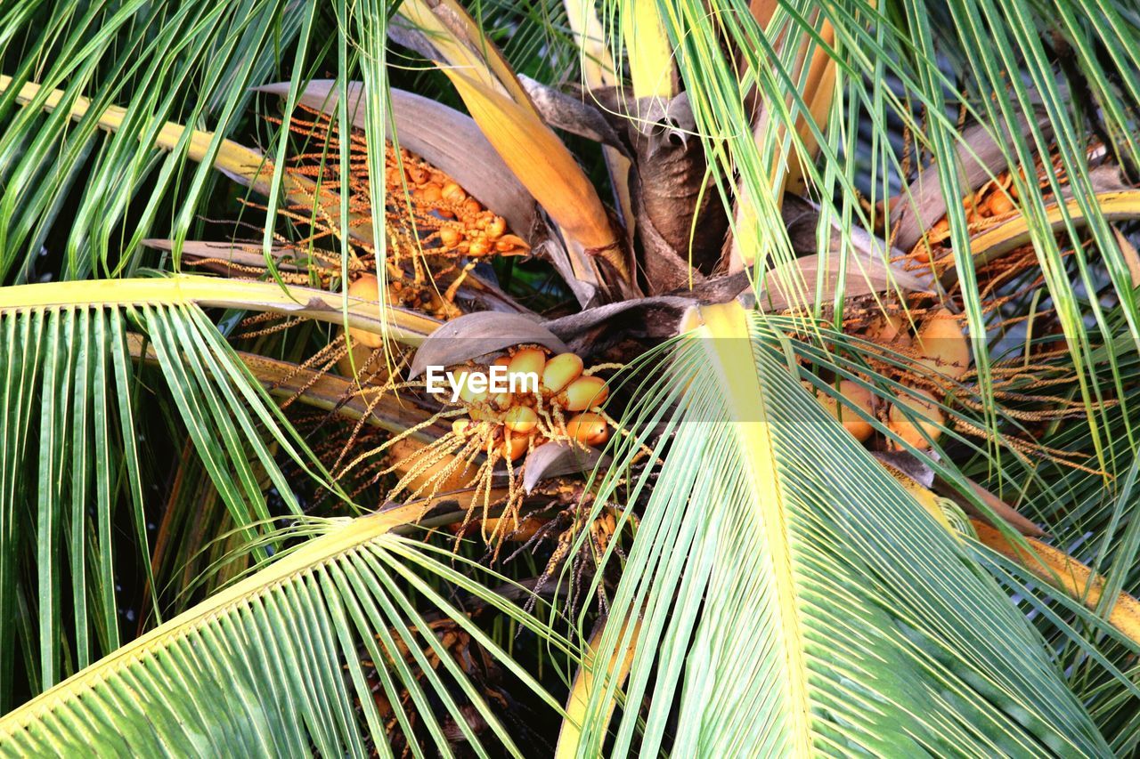 CLOSE-UP OF FRESH PLANTS