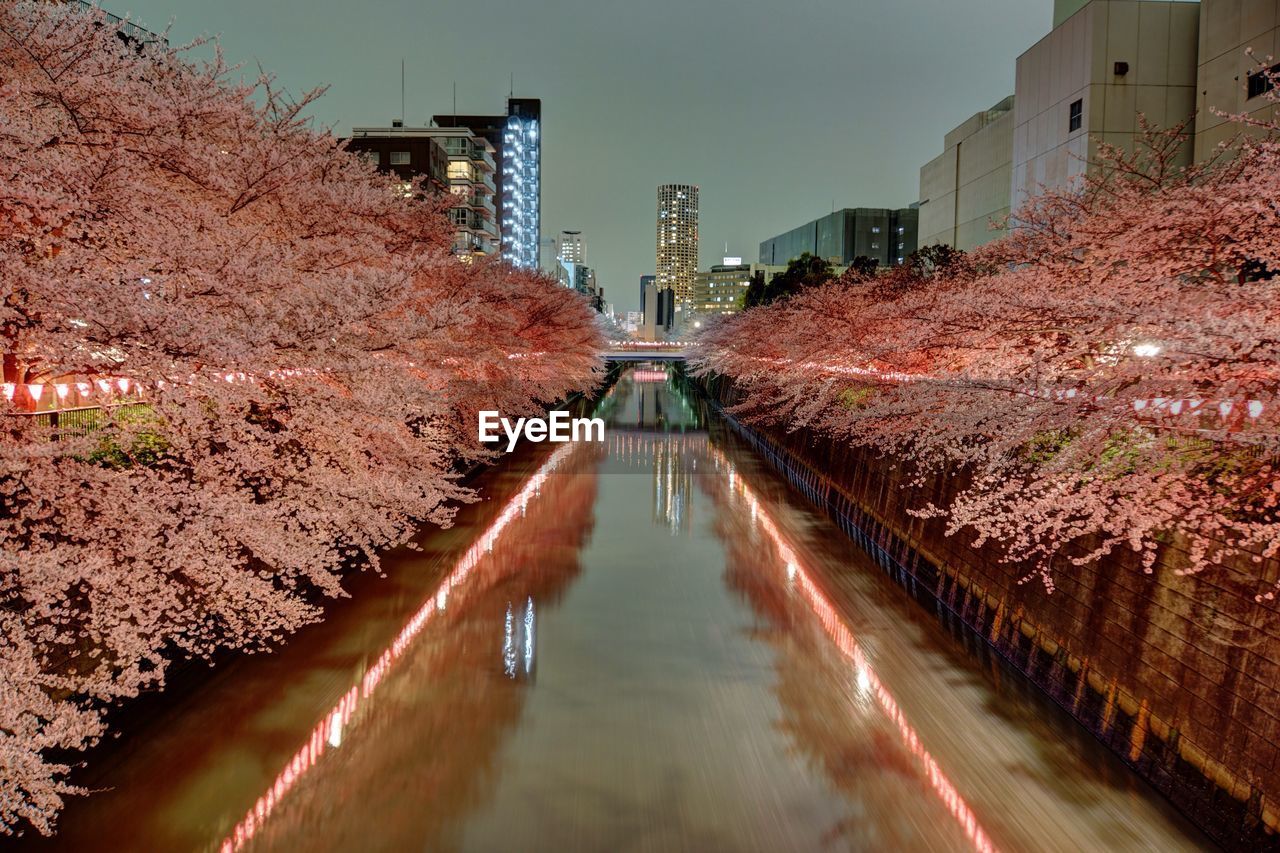 View of narrow canal along cherry trees and buildings in city