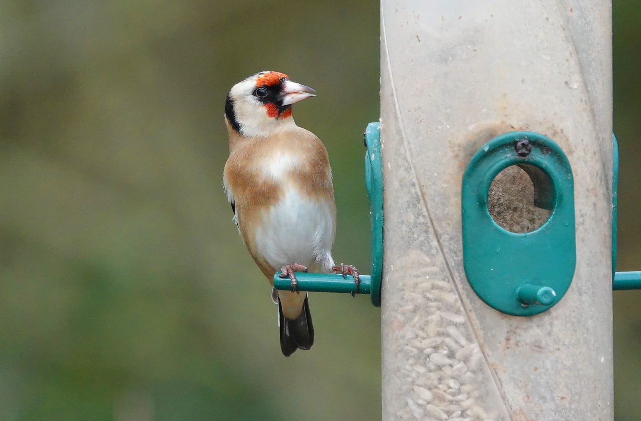 Close-up of bird perching on bird feeder 