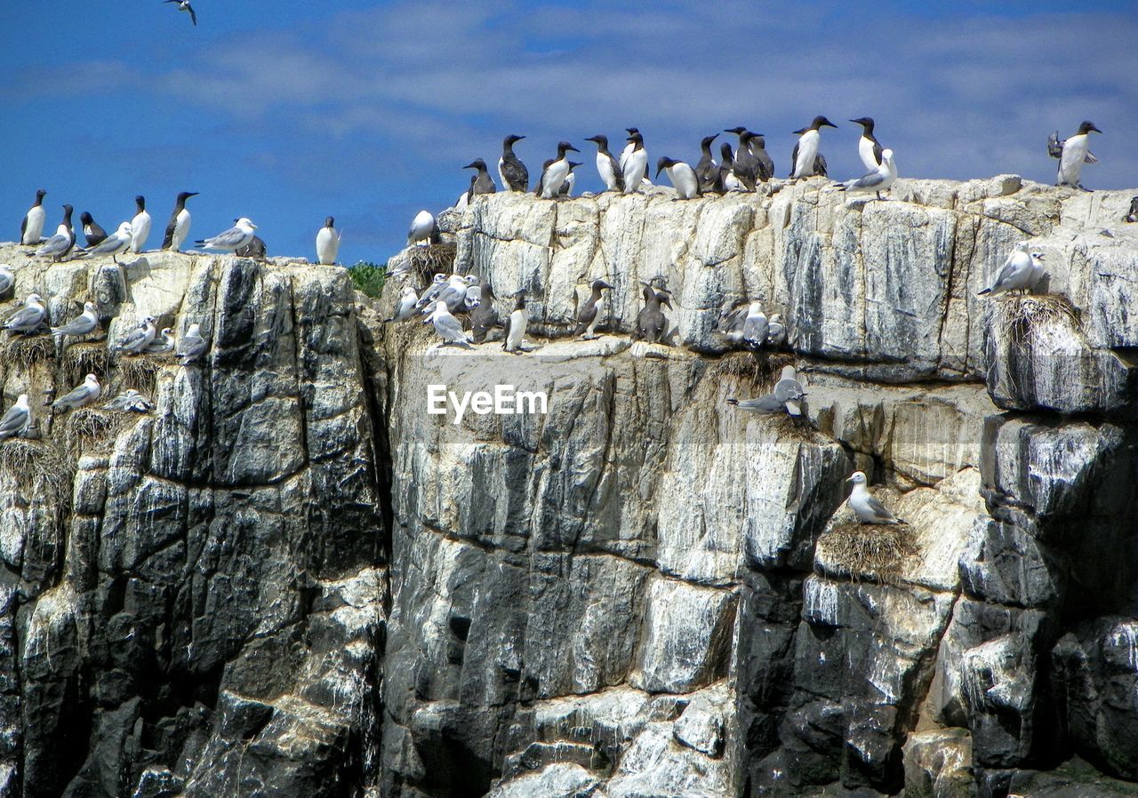 Bird perching on rock