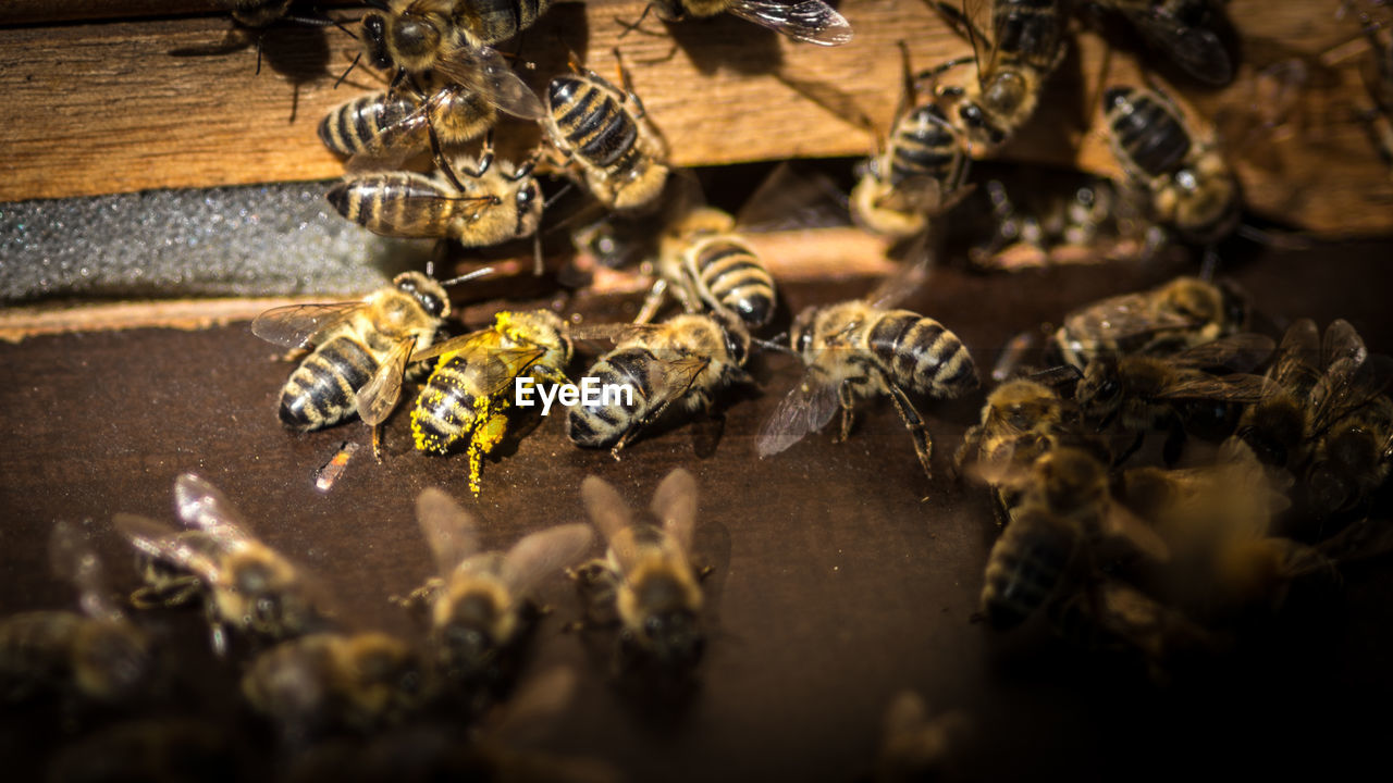 High angle view of honey bee on wood