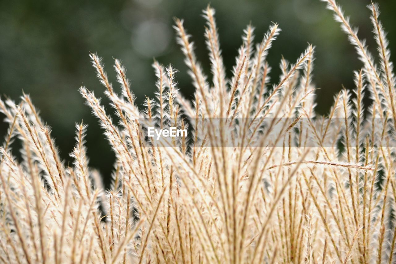 Close-up of stalks in field