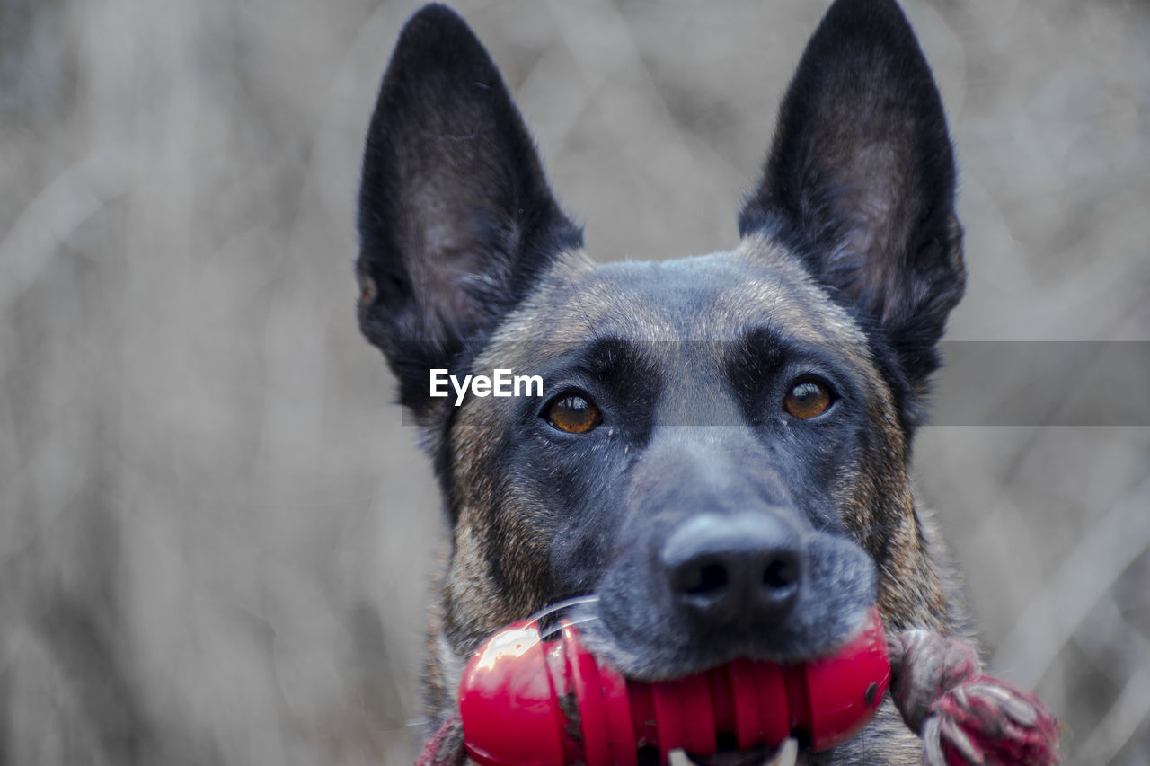 The dog with the red toy