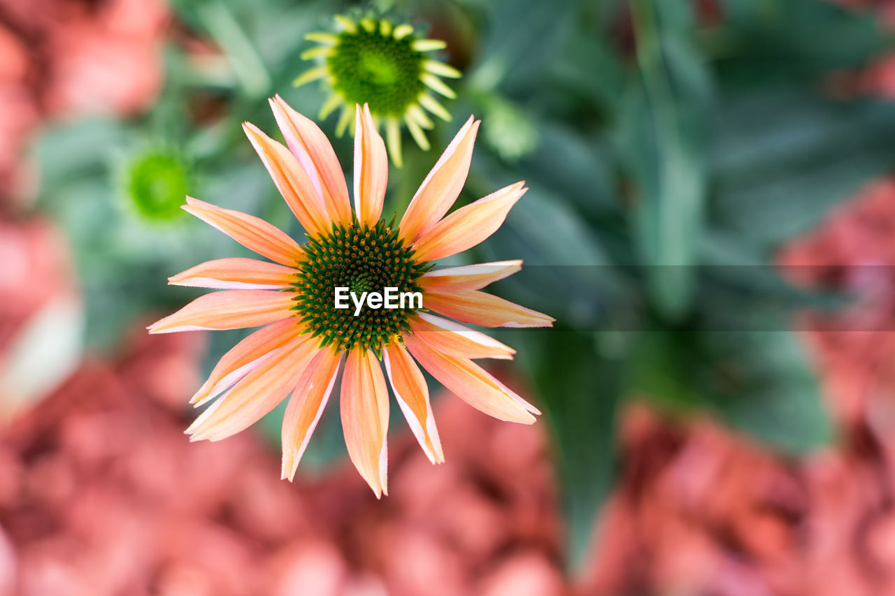 Close-up of flower blooming outdoors