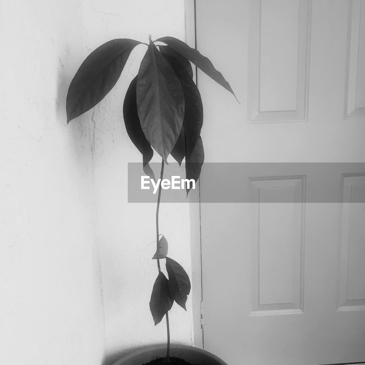 Close-up of potted plant in front door