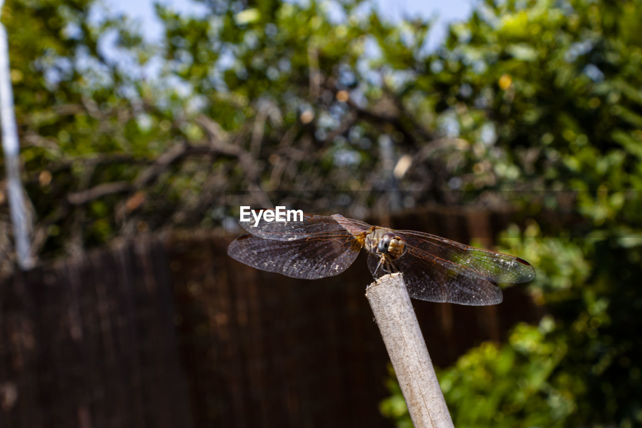 CLOSE-UP OF FLY ON WOOD