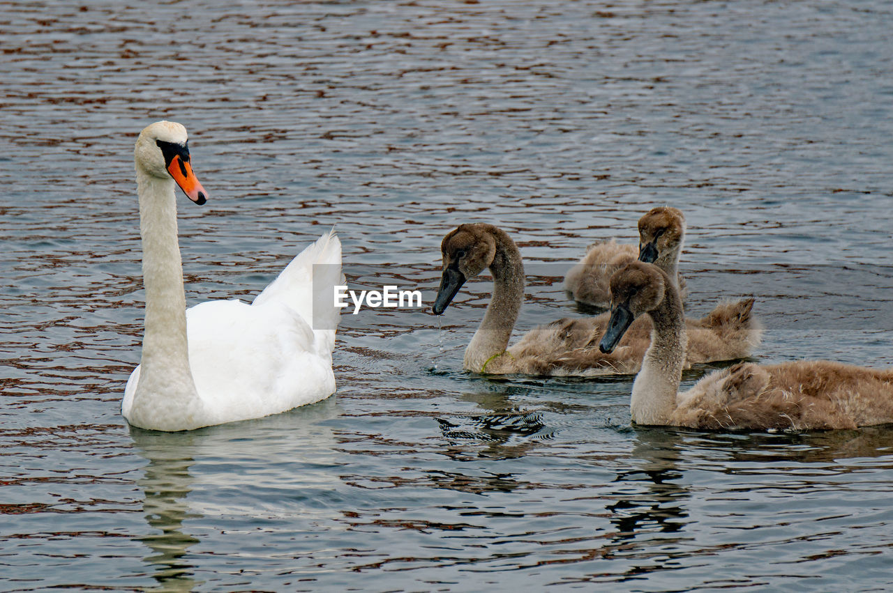 Swans swimming in lake