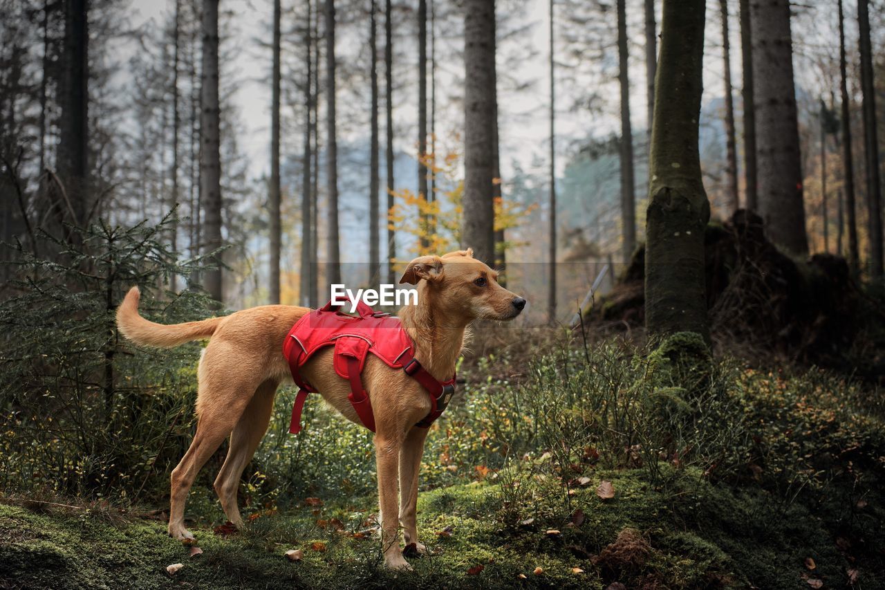 Dog looking away while standing on land