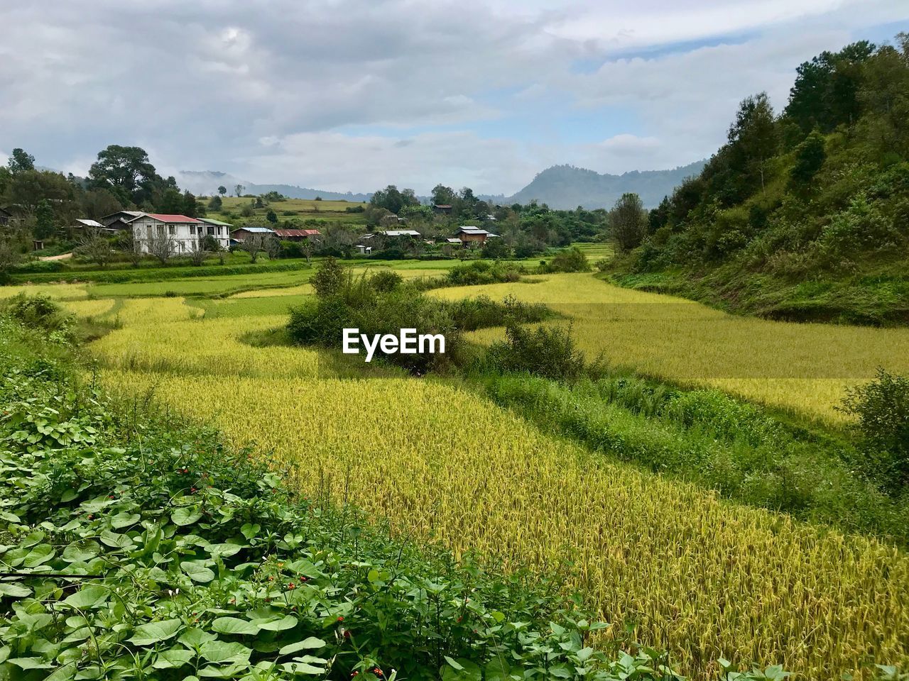 SCENIC VIEW OF LANDSCAPE