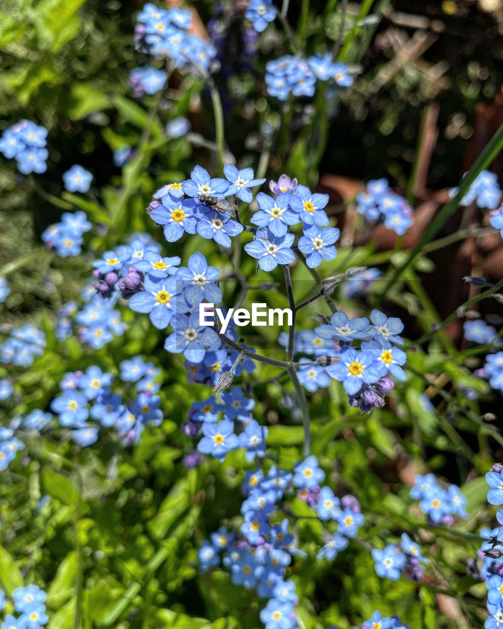 plant, flower, flowering plant, beauty in nature, freshness, forget-me-not, growth, nature, fragility, close-up, day, no people, plant part, botany, tree, leaf, green, wildflower, outdoors, blue, garden, purple, focus on foreground, sunlight, blossom, flower head, selective focus